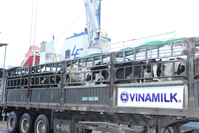 Vinamilk tiếp tục nhập hơn 1.600 con bò sữa HF và A2 từ Mỹ cho trang trại thứ 12 tại Việt Nam - Ảnh 2.
