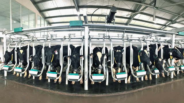 Vinamilk tiếp tục nhập hơn 1.600 con bò sữa HF và A2 từ Mỹ cho trang trại thứ 12 tại Việt Nam - Ảnh 3.