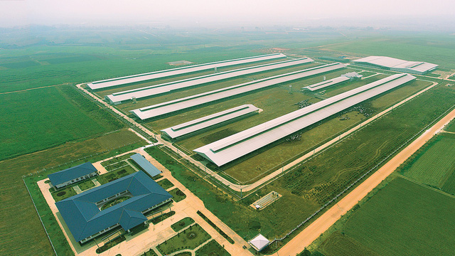 Vinamilk tiếp tục nhập hơn 1.600 con bò sữa HF và A2 từ Mỹ cho trang trại thứ 12 tại Việt Nam - Ảnh 4.