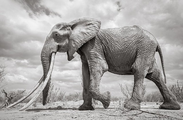 Với đôi ngà khổng lồ của nữ hoàng voi, bức hình đem đến một cảm giác kích thích, hút hồn và tò mò với cuộc sống thú vị của động vật hoang dã.