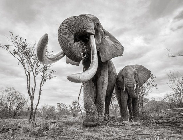 Những hình ảnh cuối cùng về “voi nữ hoàng” có đôi ngà khổng lồ ở Kenya - Ảnh 3.