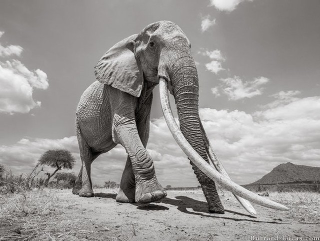 Những hình ảnh cuối cùng về “voi nữ hoàng” có đôi ngà khổng lồ ở Kenya - Ảnh 4.