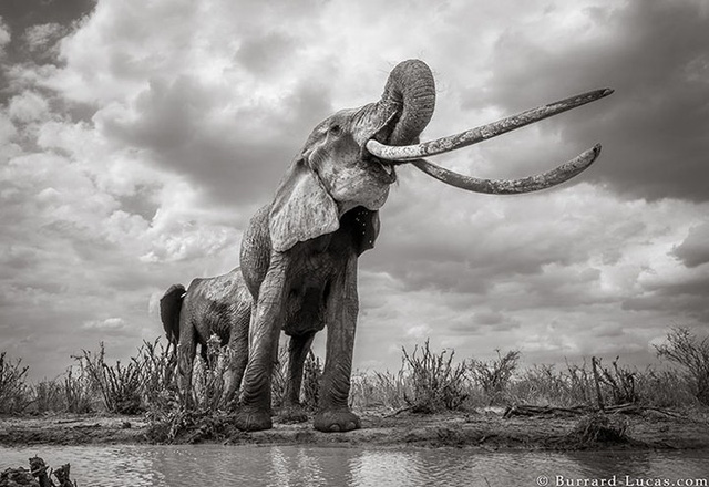 Những hình ảnh cuối cùng về “voi nữ hoàng” có đôi ngà khổng lồ ở Kenya - Ảnh 5.