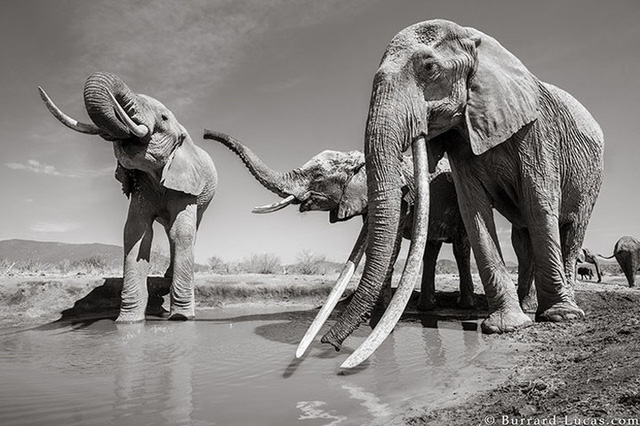Những hình ảnh cuối cùng về “voi nữ hoàng” có đôi ngà khổng lồ ở Kenya - Ảnh 7.