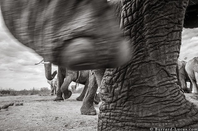 Những hình ảnh cuối cùng về “voi nữ hoàng” có đôi ngà khổng lồ ở Kenya - Ảnh 9.