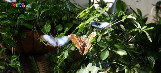 Độc đáo vườn bướm ở Dubai - Ảnh 1.