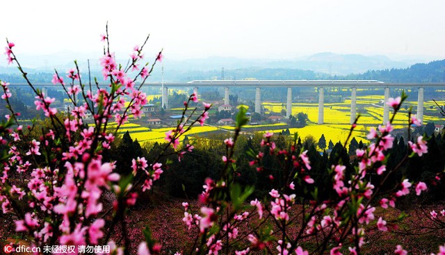 Rực rỡ hoa Xuân khoe sắc ở Trung Quốc - Ảnh 4.