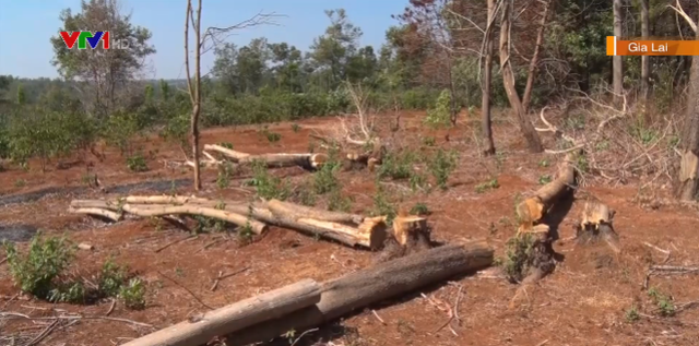 Gia tăng phá rừng phòng hộ lấy đất tại Gia Lai - Ảnh 1.