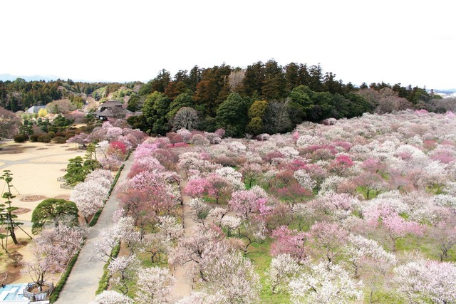 Du lịch Ibaraki mùa xuân với hoa mơ và các lễ hội - Ảnh 1.