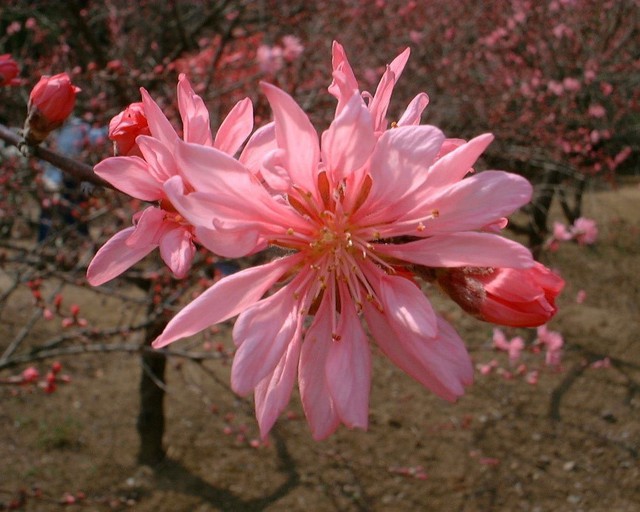 Du lịch Ibaraki mùa xuân với hoa mơ và các lễ hội - Ảnh 5.