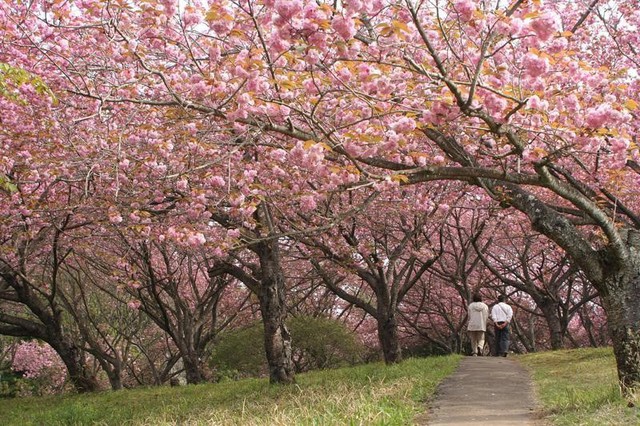 Du lịch Ibaraki mùa xuân với hoa mơ và các lễ hội - Ảnh 11.