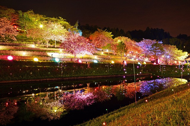 Du lịch Ibaraki mùa xuân với hoa mơ và các lễ hội - Ảnh 13.