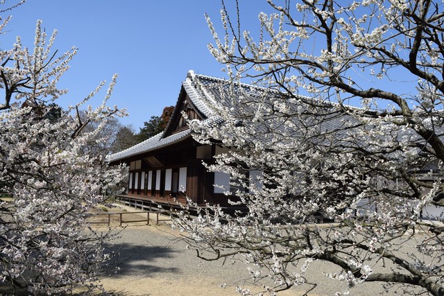 Du lịch Ibaraki mùa xuân với hoa mơ và các lễ hội - Ảnh 2.