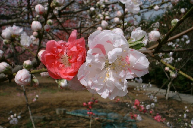 Du lịch Ibaraki mùa xuân với hoa mơ và các lễ hội - Ảnh 6.