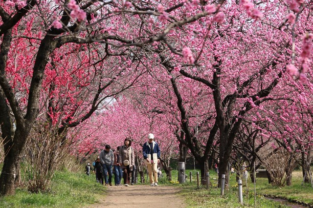 Du lịch Ibaraki mùa xuân với hoa mơ và các lễ hội - Ảnh 7.