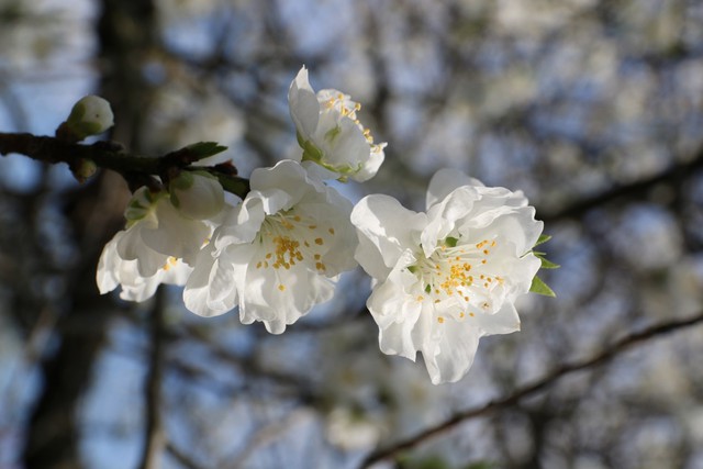 Du lịch Ibaraki mùa xuân với hoa mơ và các lễ hội - Ảnh 4.