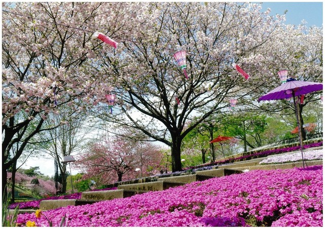 Du lịch Ibaraki mùa xuân với hoa mơ và các lễ hội - Ảnh 10.