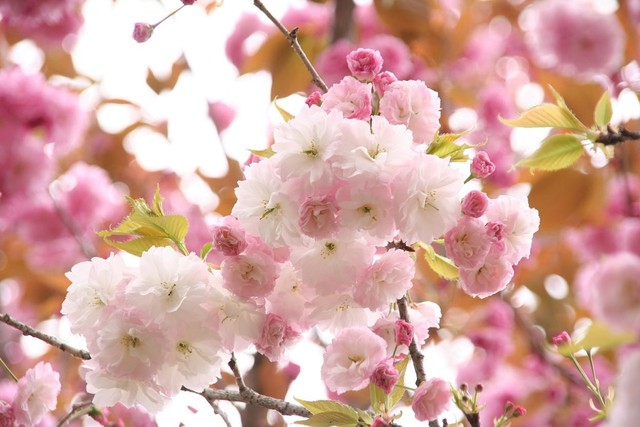 Du lịch Ibaraki mùa xuân với hoa mơ và các lễ hội - Ảnh 12.