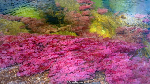 Khám phá thảm thực vật kỳ lạ tại dòng sông đẹp nhất thế giới - Ảnh 3.