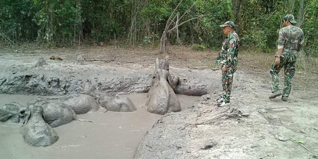 Giải cứu 6 chú voi con bị sa lầy trong nhiều ngày - Ảnh 2.