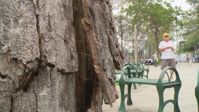 TP.HCM: Nhiều cây cổ thụ trong công viên chết khô không rõ nguyên nhân  - Ảnh 1.
