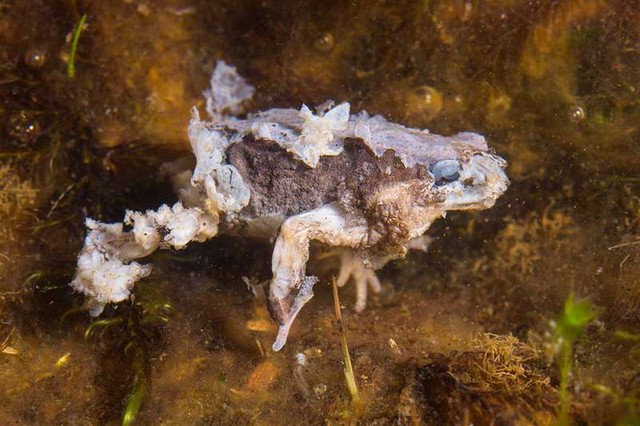 Bệnh nấm sát thủ giết chết gần 100 loài ếch - Ảnh 1.