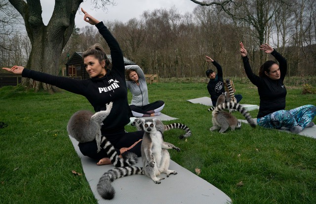Lớp tập yoga cùng vượn cáo tại Anh - Ảnh 2.