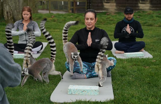 Lớp tập yoga cùng vượn cáo tại Anh - Ảnh 1.