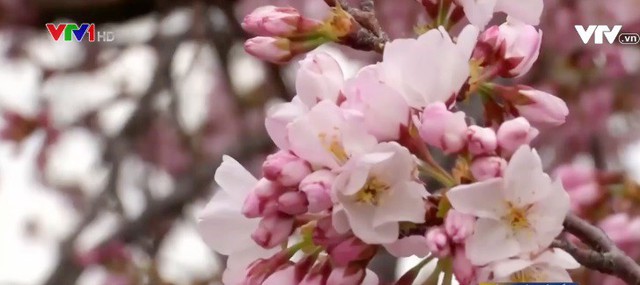 Rực rỡ mùa hoa anh đào tại Washington D.C (Mỹ) - Ảnh 2.