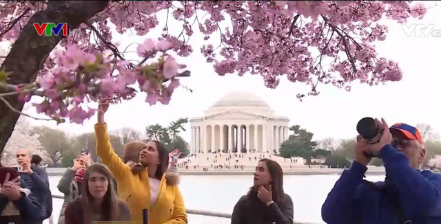 Rực rỡ mùa hoa anh đào tại Washington D.C (Mỹ) - Ảnh 4.