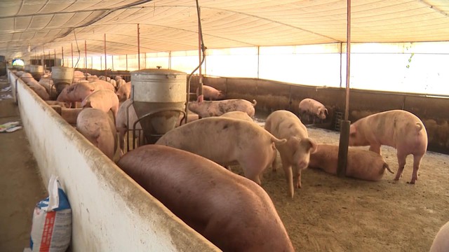 Thịt lợn tăng giá trở lại sau khi 3 tỉnh công bố hết dịch - Ảnh 1.