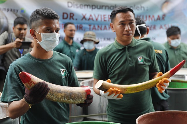 Malaysia thiêu hủy gần 4 tấn ngà voi - Ảnh 2.