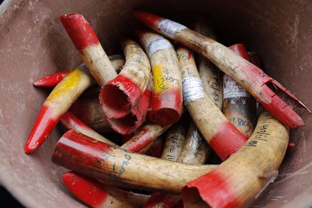 Malaysia thiêu hủy gần 4 tấn ngà voi - Ảnh 3.