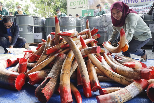 Malaysia thiêu hủy gần 4 tấn ngà voi - Ảnh 5.