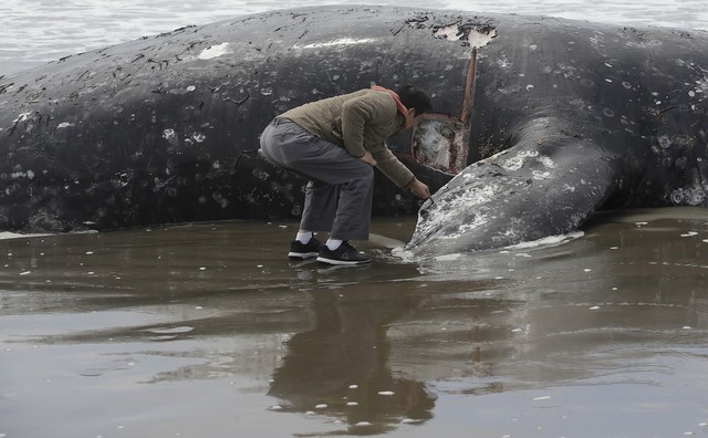 Cá voi xám chết hàng loạt tại California, Mỹ - Ảnh 2.