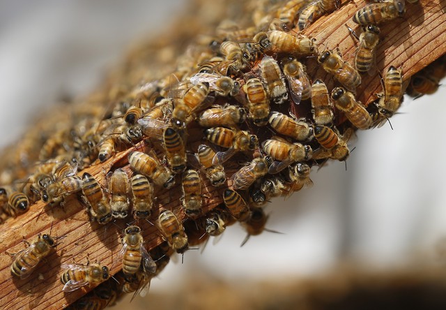 Dự án nuôi ong lấy mật trong nhà tù Đức - Ảnh 1.