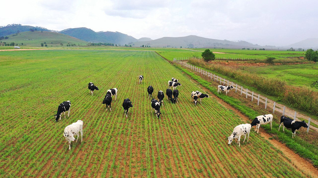 Vinamilk liên doanh với doanh nghiệp Lào và Nhật Bản khởi công xây dựng resort bò sữa organic quy mô 5.000 ha tại Lào - Ảnh 3.