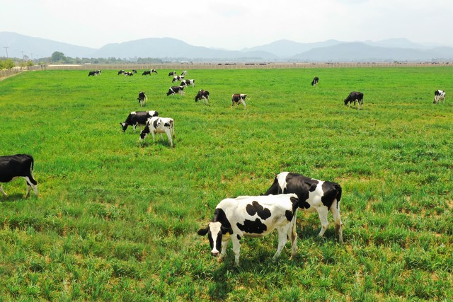 Vinamilk liên doanh với doanh nghiệp Lào và Nhật Bản khởi công xây dựng resort bò sữa organic quy mô 5.000 ha tại Lào - Ảnh 4.