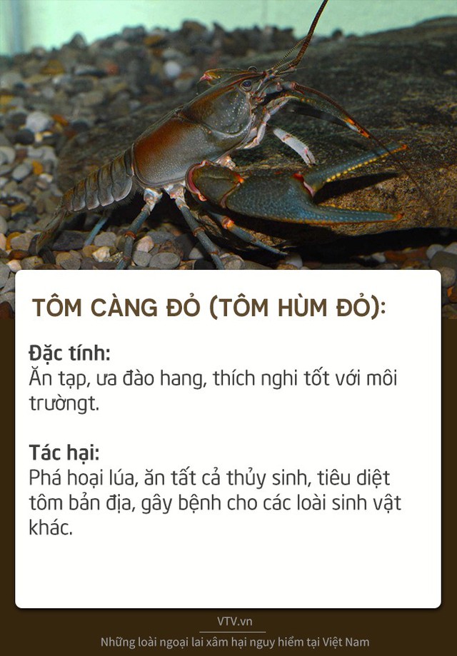Những loài sinh vật ngoại lai xâm hại nguy hiểm tại Việt Nam - Ảnh 1.