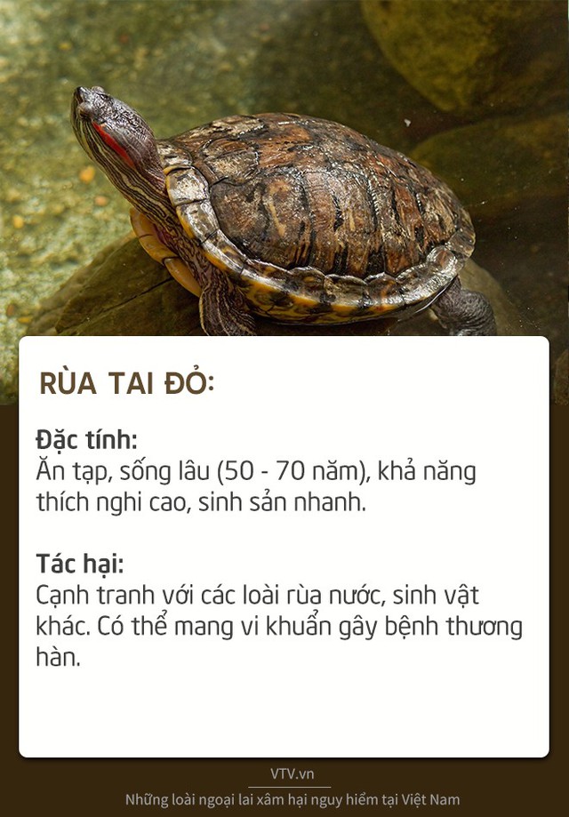 Những loài sinh vật ngoại lai xâm hại nguy hiểm tại Việt Nam - Ảnh 2.