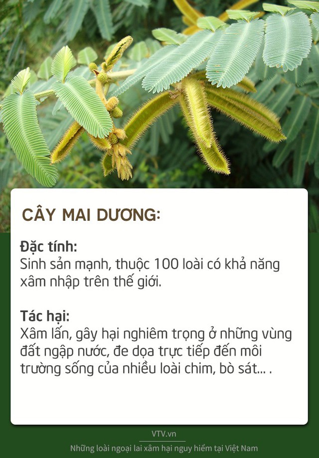 Những loài sinh vật ngoại lai xâm hại nguy hiểm tại Việt Nam - Ảnh 7.