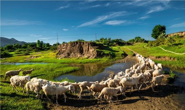 Buổi sáng ở đồng cừu An Hòa, Ninh Thuận - Ảnh 1.