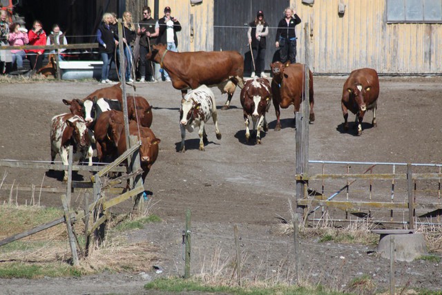 Hàng nghìn người tham gia Ngày hội thả bò truyền thống tại Thụy Điển - Ảnh 1.