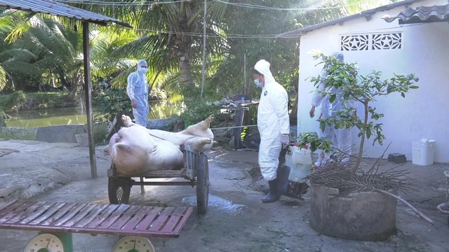 Sóc Trăng tiêu hủy gần 490 con lợn nhiễm dịch tả lợn châu Phi - Ảnh 1.