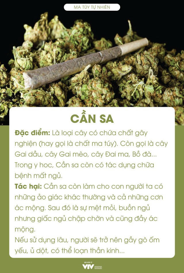 [Infographic] 10 loại ma túy thường gặp ở Việt Nam và tác hại đáng sợ - Ảnh 1.