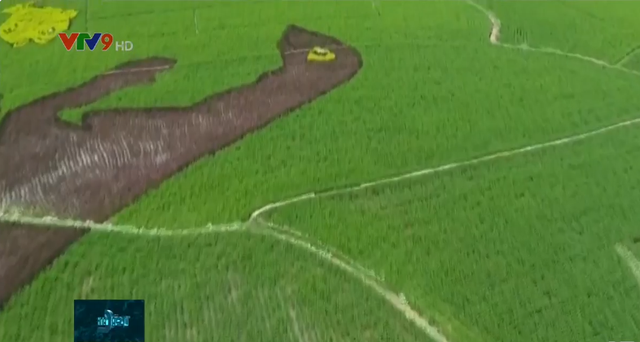 Độc đáo đồng lúa có hình khủng long đẹp như tranh vẽ - Ảnh 2.