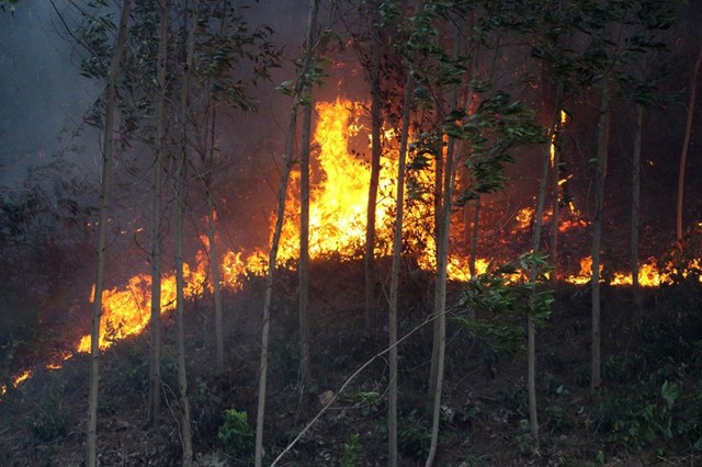 Thừa Thiên - Huế: Duy trì các lực lượng ngăn chặn cháy rừng bùng phát - Ảnh 1.