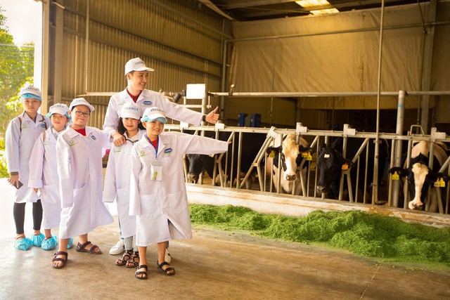 Tận mắt thấy những cô bò ở Resort góp công vào ly sữa học đường - Ảnh 1.