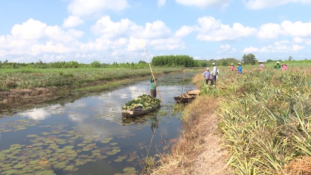 Tăng lợi nhuận từ việc bỏ mía, trồng dứa - Ảnh 1.