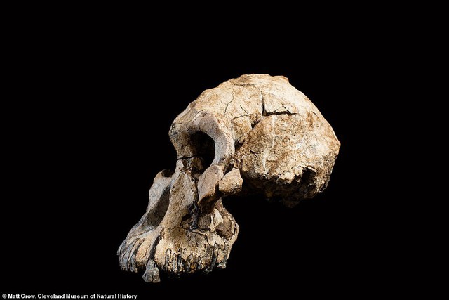 Khuôn mặt tổ tiên lâu đời nhất của con người lần đầu được tiết lộ - Ảnh 4.
